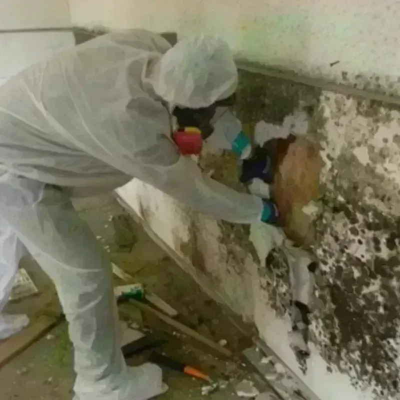 Mold Remediation and Removal in Somerset, MA